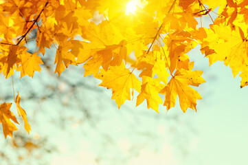 Wall Mural - Autumn leaves on the sky