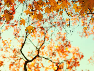 Wall Mural - Autumn leaves on the sky