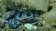 Common octopus (Octopus vulgaris) undersea, Aegean Sea, Greece, Halkidiki