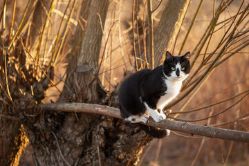 Wall Mural - A black and white cat sits on a tree branch in an autumn park.