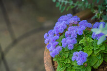 丸い、アゲラタムの紫の花、緑の葉っぱとのコントラストが鮮やか