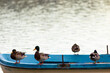 Ánades reales (Anas platyrhynchos) sobre una pequeña barca en un lago al amanecer