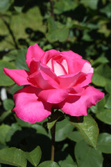 Wall Mural - Pink rose (grade Charlies Rose (Acapella), Math. Tantau, 1994) in Moscow garden. Buds, inflorescence of flower closeup. Summer nature. Postcard with pink rose. Roses blooming. Pink flowers, blossom