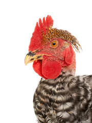 Poster -  portrait gray rooster isolated on white background