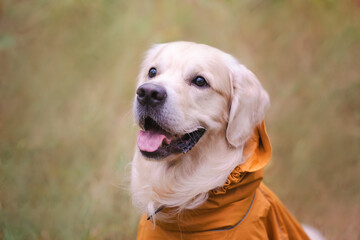 A dog in the woods in the fall. Golden Retriever in yellow raincoat walking in the park. The concept of caring for pets.