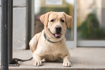 Wall Mural -  Labrador retriever dog resting in the street and waiting for his owner.