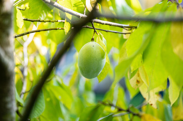 Wall Mural - Ripening asimina fruit growing on a tree