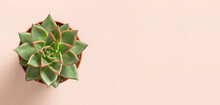 Succulent Top View Closeup Free Stock Photo - Public Domain Pictures