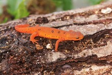 Closeup On A Colorful Red Eft Stage Juvenile Red-spotted Newt Notophthalmus Viridescens