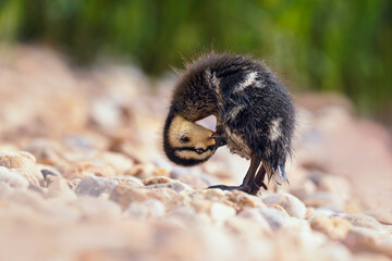 Wall Mural - cute little duckling cleaning itself after morning swim in a lake. wet feather, cute look, stone sho