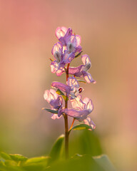 Wall Mural - Corydalis cava, typical spring flower blossoming in  moist, shady, woodland habitats throughout most of mainland Europe, although commonest in central and southeast Europe.