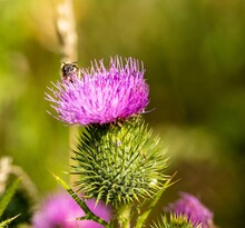 Closeup Shot Of A Bee Pollinating A Purple Thistle Flower