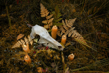 candles and animal skull on dark natural forest background. magical esoteric ritual. symbol of samhain sabbat, Halloween. Mysticism, occultism, Witchcraft concept. wiccan magic practice