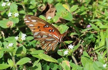 Gulf Fritillary Butterfly On Wildflowers In Florida Nature