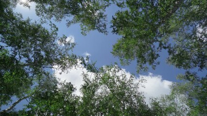 Wall Mural - birch tree branches on blue sky background with copy space for test mock up. natural background look