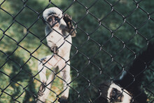 A Baby Animal In Captivity At A Zoo