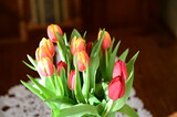 Fototapeta Tulipany - fresh tulips in a vase , nature, tulipany, kwiaty, kwiaty w wazonie, Poland