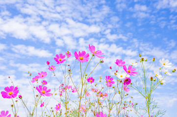 Poster - 秋空とふんわり咲く秋桜