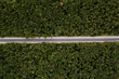 Aerial top down view of the empty road between green and yellow trees. Drone shot of a green forest.	