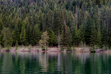 tree lined lake shore