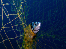 Ghost Nets Continue To Kill