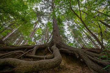 Poster - big old spruce tree with huge roots