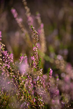 Calluna Vulgaris. Flowers Background. Vibrant Pink Heather Blossoming Outdoors. Purple Heather Flowers Close Up. Common Heather, Macro, Background.