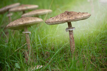 Macrolepiota Procera - Parasol Mushroom Growing In The Forest. Mushroom Picking.