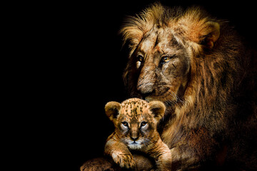 Wall Mural - Lion adult and cub , african animals mammal wildlife , isolated