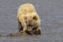 Grizzly Bear And Cub Clamming, Lake Clark National Park And Preserve, Alaska