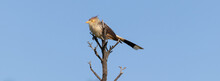 Photograph Of A Guira Cuckoo. 