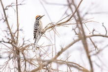 USA, Arizona, Catalina. Adult Ladder-backed Woodpecker In Tree.