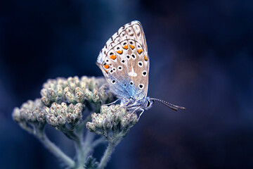 Macro shots, Beautiful nature scene. Closeup beautiful butterfly sitting on the flower in a summer garden.