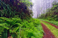 Old Roadway Through Foggy Redwood Forest, Redwood National Park, California