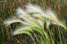 Foxtail Grasses, Mono Lake, Tufa State Natural Reserve, California