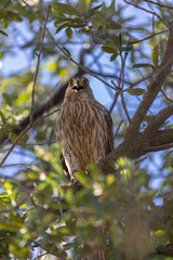 Sticker - Vertical shot of a Cooper's hawk bird perched on a branch