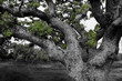 USA, California, North Table Mountain. Gnarled oak tree in meadow.