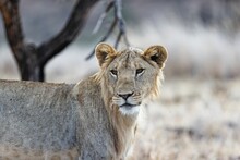 Closeup Of A Majestic Lioness Resting On Grass In The Beautiful Lewa Wildlife Conservancy In Kenya