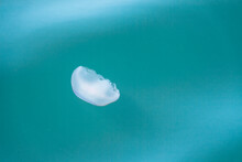 A White-pink Jellyfish Swimming In The Green Water Of Monterey Bay