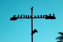Silhouette Birds On A Street Lamp On A Blue Sky Background.