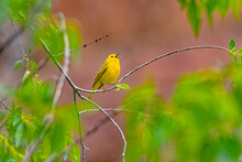 USA, Colorado, Ft. Collins. Adult Male Yellow Warbler Singing.