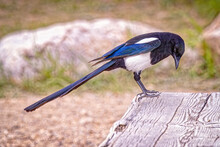 USA, Colorado, Rocky Mountain National Park. Adult Black-billed Magpie Close-up.