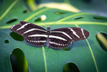 USA, Colorado, Fort Collins. Zebra Longwing Butterfly Close-up.