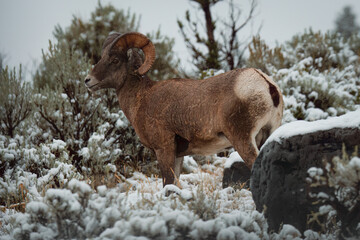 Wall Mural - Bighorn