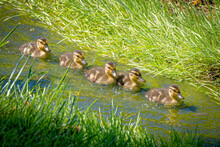 USA, Colorado, Fort Collins. Mallard Ducklings Swimming In Stream.