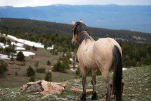 Buckskin Wild Horse Stallion Of Spanish Descent Looking Over Sykes Ridge In The Pryor Mountains In Wyoming United States