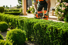 Home And Garden Concept. Hedge Trimmer In Action. Shrub Trimming Work.
