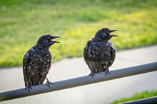 USA, Colorado, Walden. Pair Of American Crows Squawking At Cooper's Hawk.