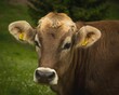 Closeup of a cute cow looking at the camera in a field