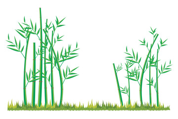 Wall Mural - vector bamboo tree. illustration of a bamboo tree on a white background. isolated bamboo tree